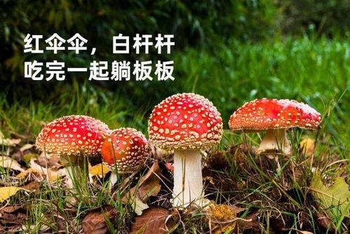 蘑菇网红吃瓜无码在线,揭秘网络红人的争议瞬间  第2张